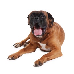 Photo of Cute dog lying on white background. Adorable pet