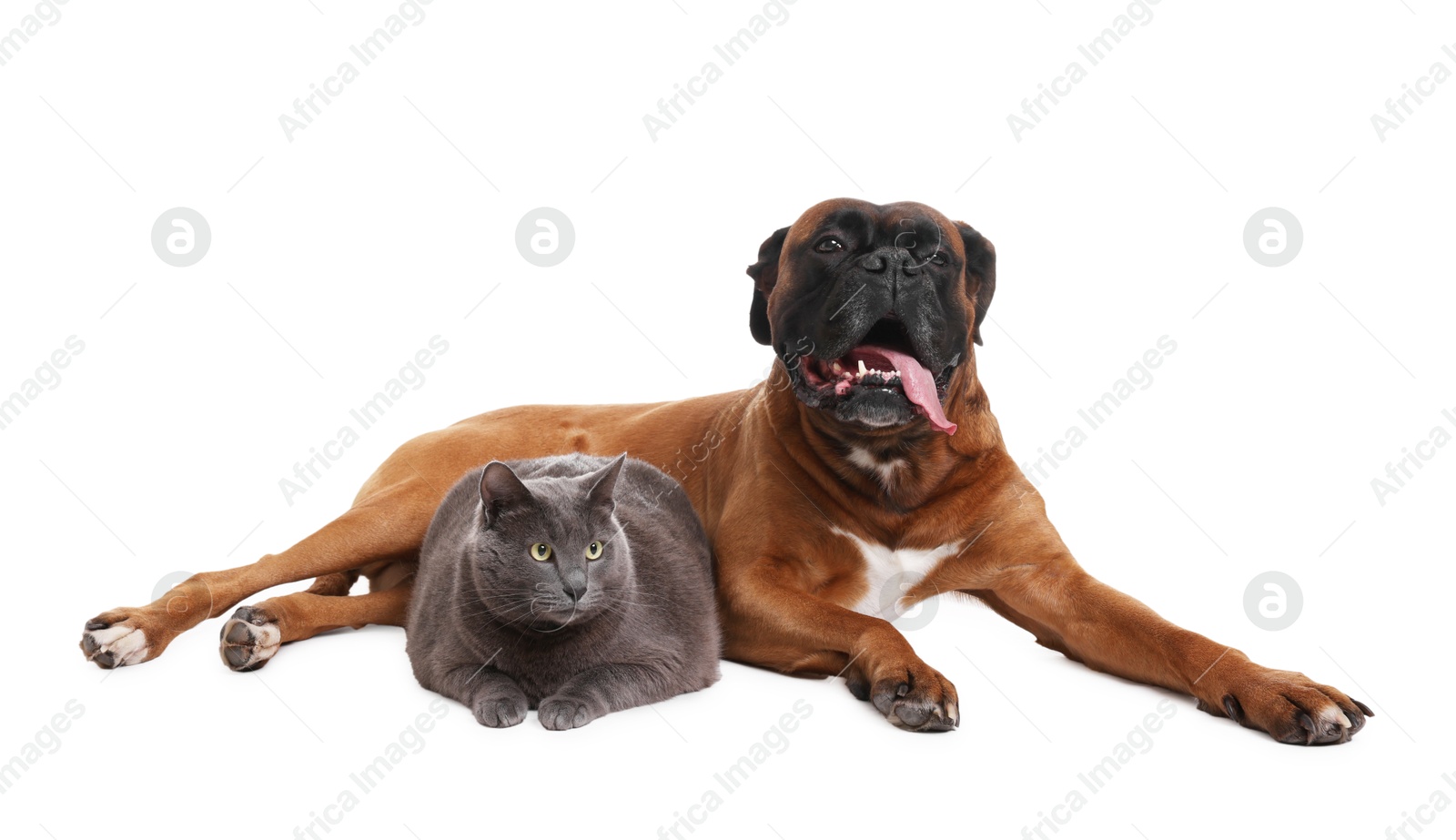 Photo of Cute dog and cat lying on white background