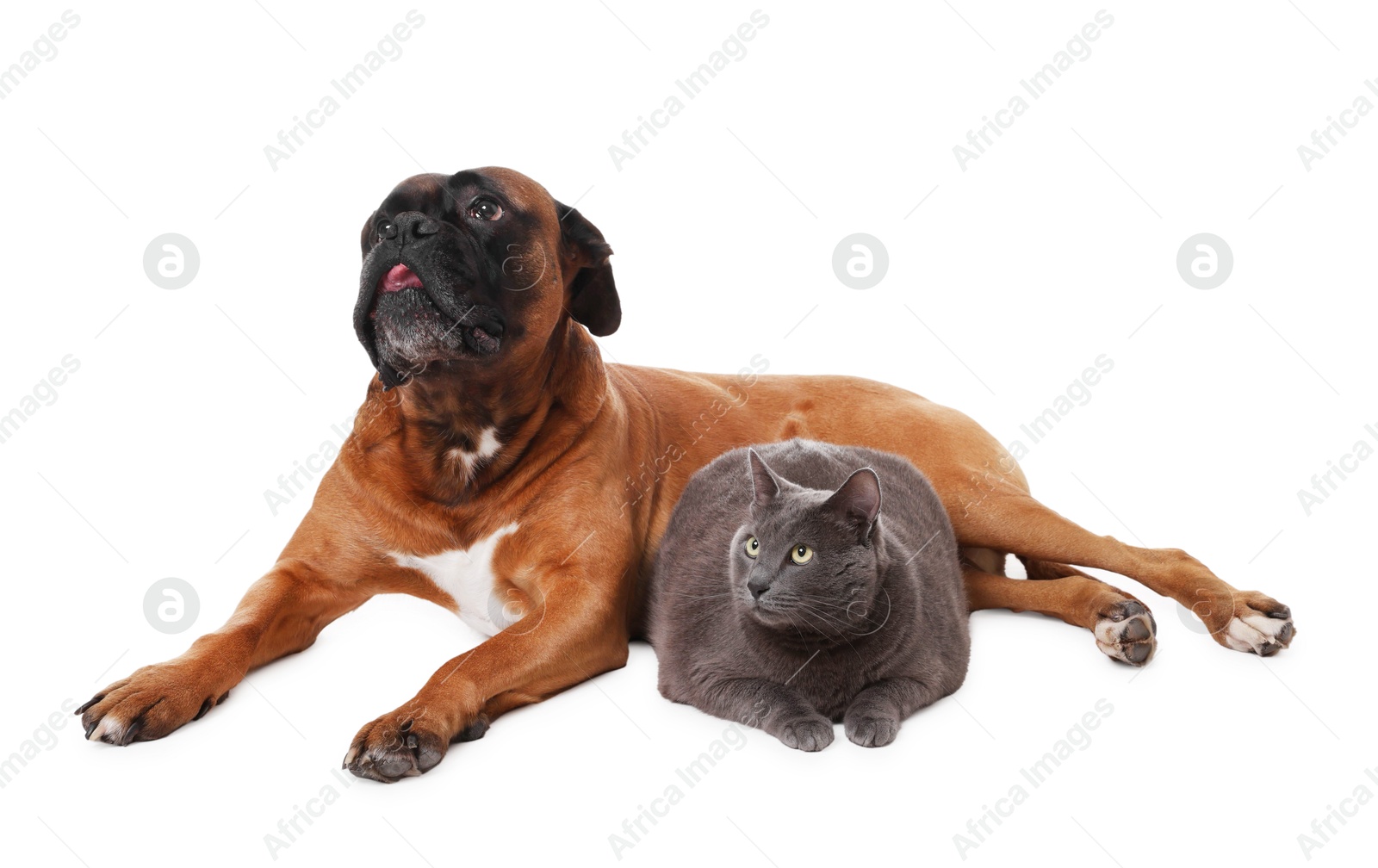 Photo of Cute dog and cat lying on white background