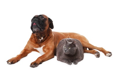 Photo of Cute dog and cat lying on white background