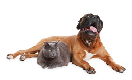 Photo of Cute dog and cat lying on white background