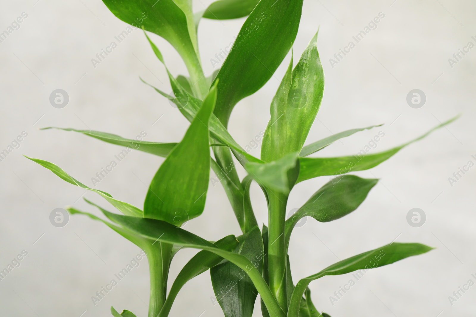 Photo of Beautiful decorative bamboo plant on blurred background, closeup