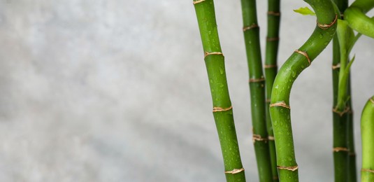 Photo of Beautiful decorative bamboo plant on blurred background, closeup. Space for text