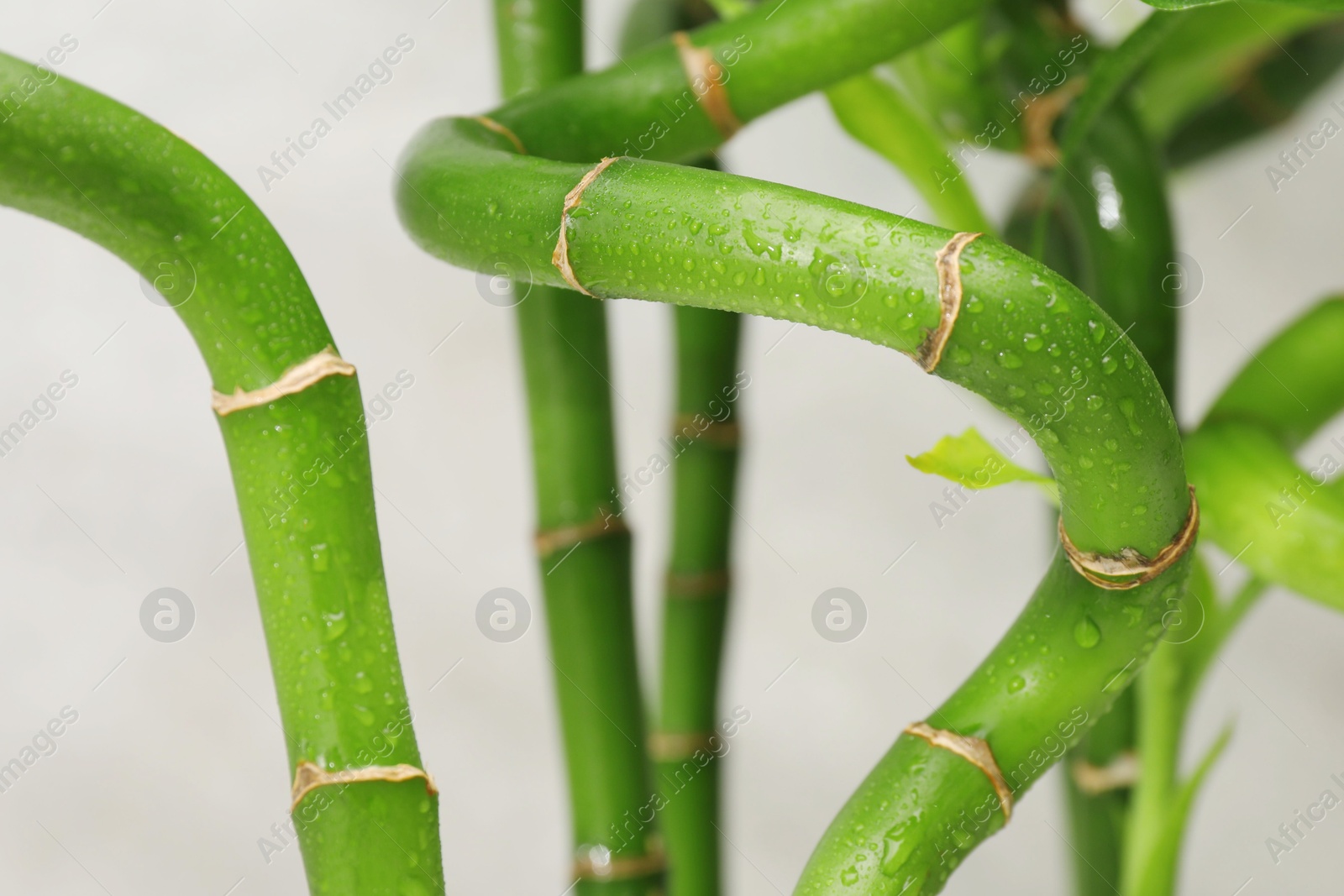 Photo of Beautiful decorative bamboo plant on blurred background, closeup