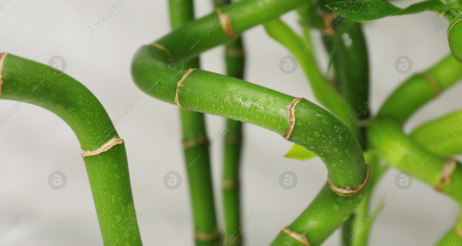 Photo of Beautiful decorative bamboo plant on blurred background, closeup