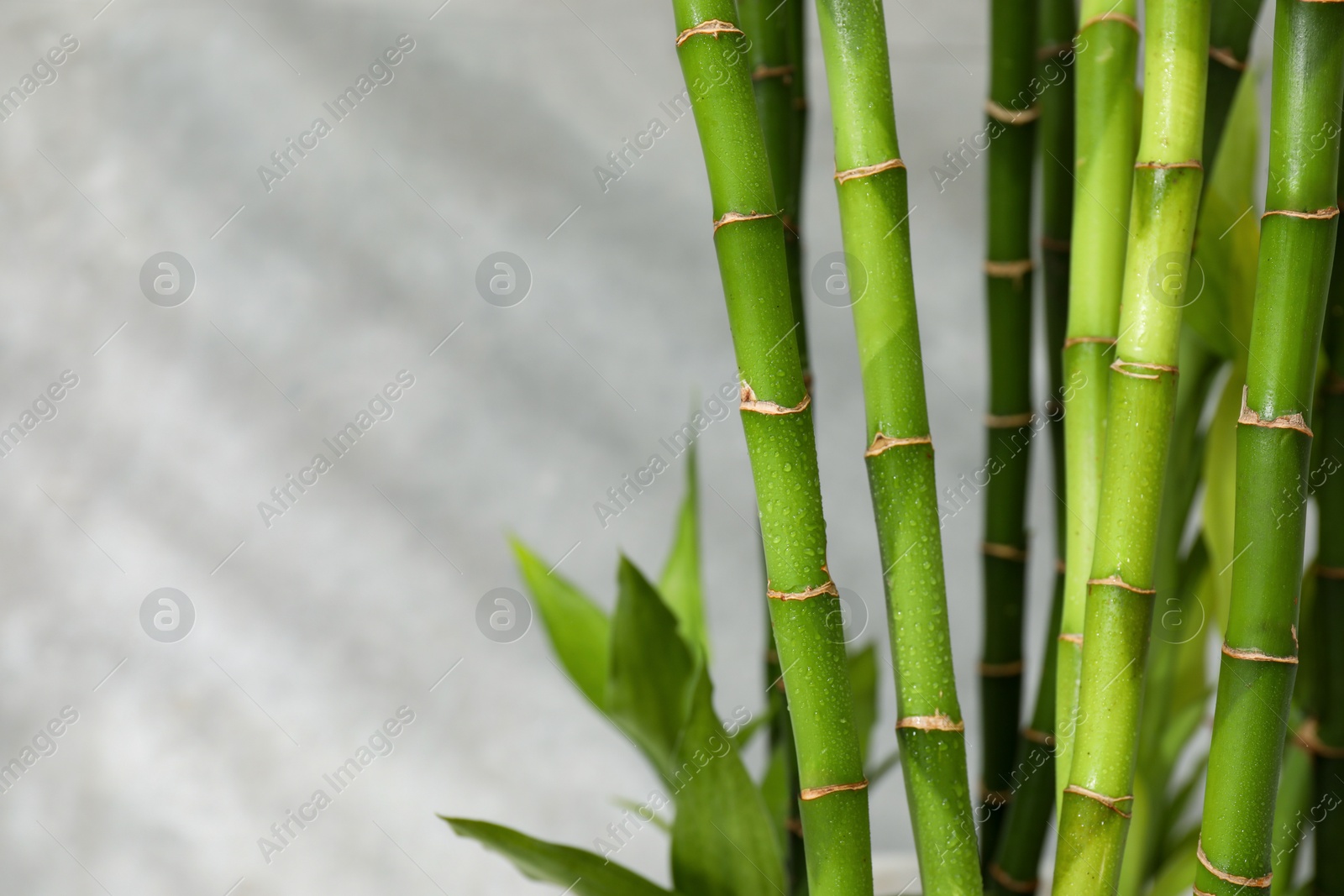 Photo of Beautiful decorative bamboo plant on blurred background, closeup. Space for text