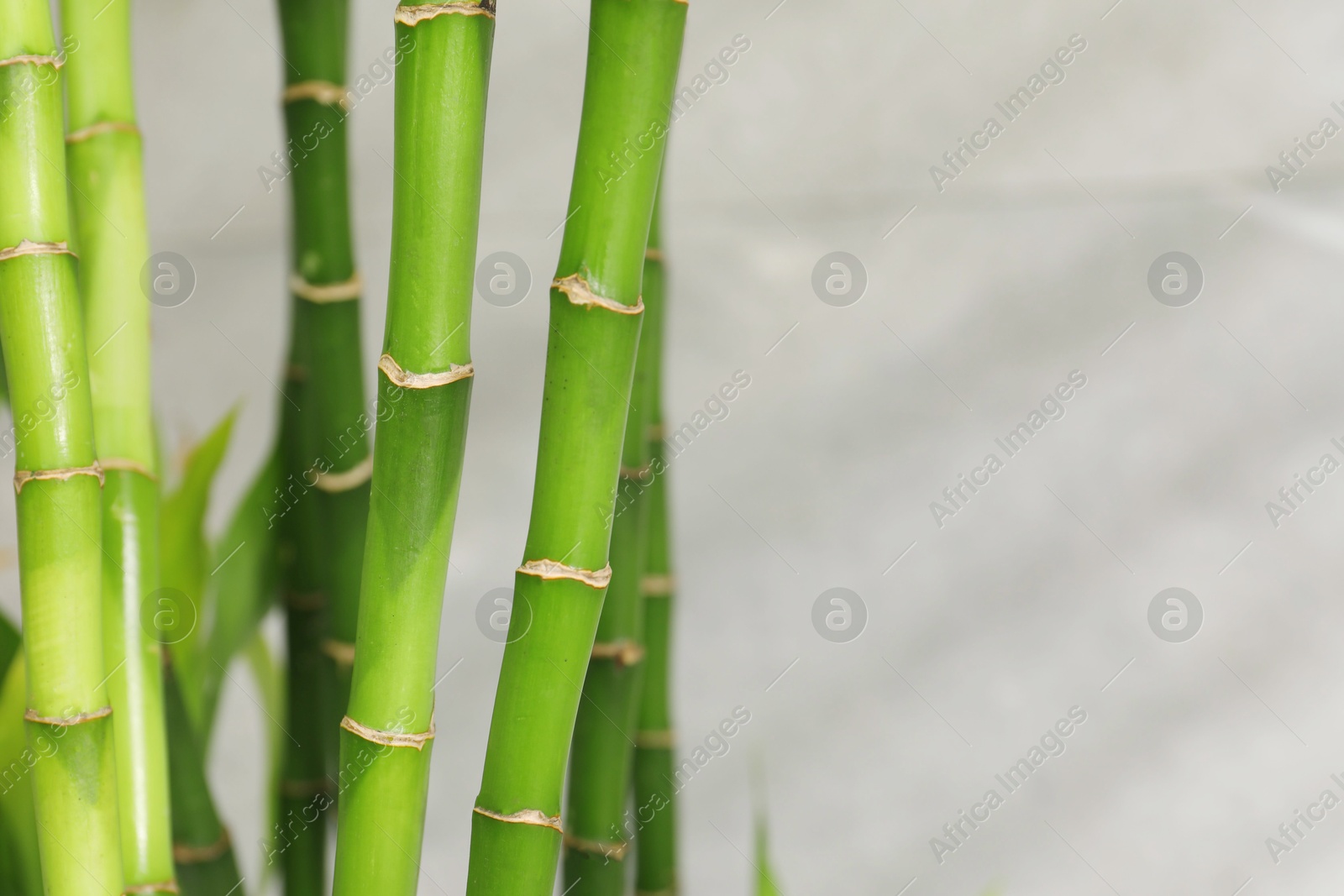 Photo of Beautiful decorative bamboo plant on blurred background, closeup. Space for text