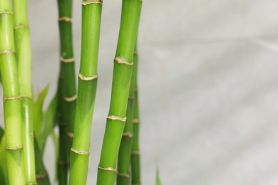 Photo of Beautiful decorative bamboo plant on blurred background, closeup. Space for text