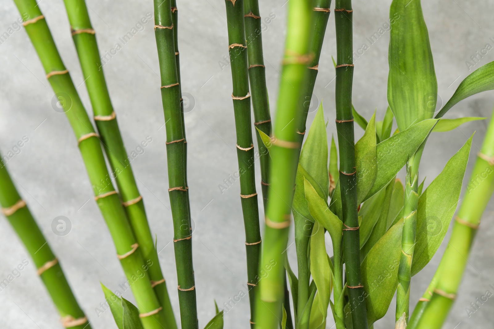 Photo of Beautiful decorative bamboo plant on blurred background, closeup