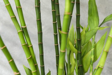 Photo of Beautiful decorative bamboo plant on blurred background, closeup