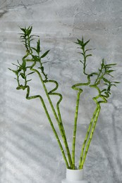 Photo of Beautiful decorative green bamboo plant in vase near grey tiled wall