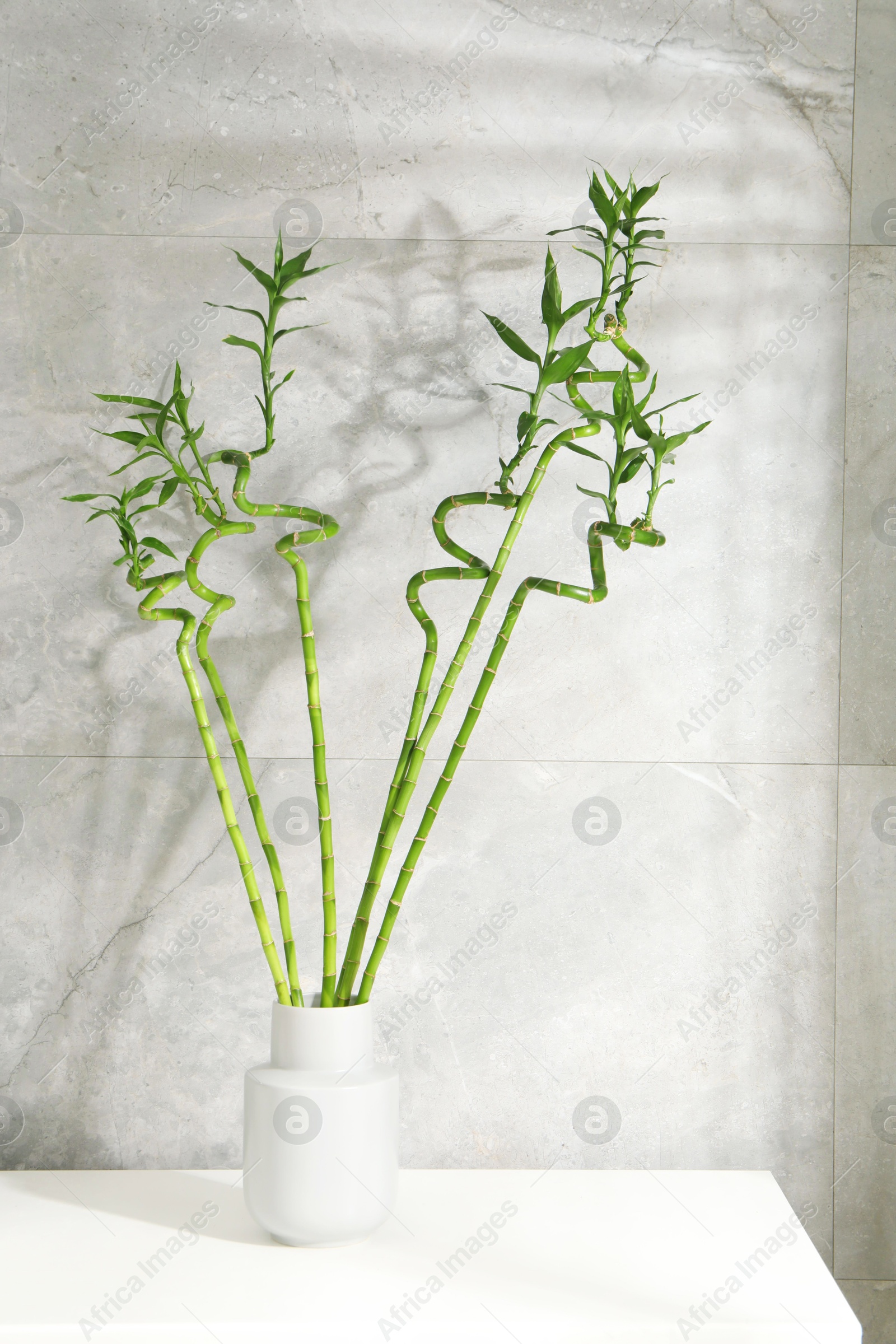 Photo of Beautiful decorative green bamboo plant in vase on white table near grey tiled wall