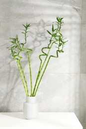 Photo of Beautiful decorative green bamboo plant in vase on white table near grey tiled wall