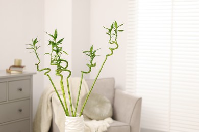 Photo of Beautiful decorative green bamboo plant in vase indoors