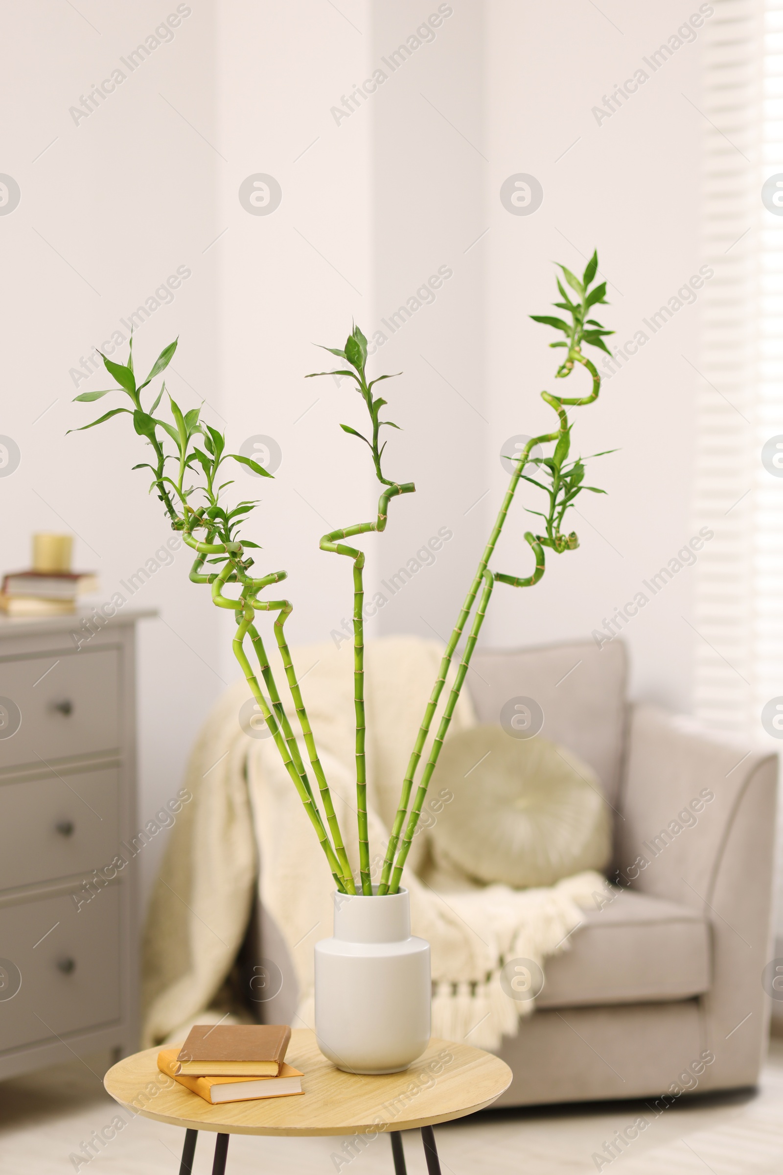 Photo of Beautiful decorative green bamboo plant in vase and books on wooden table indoors