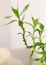 Photo of Beautiful decorative bamboo plant on blurred background, closeup