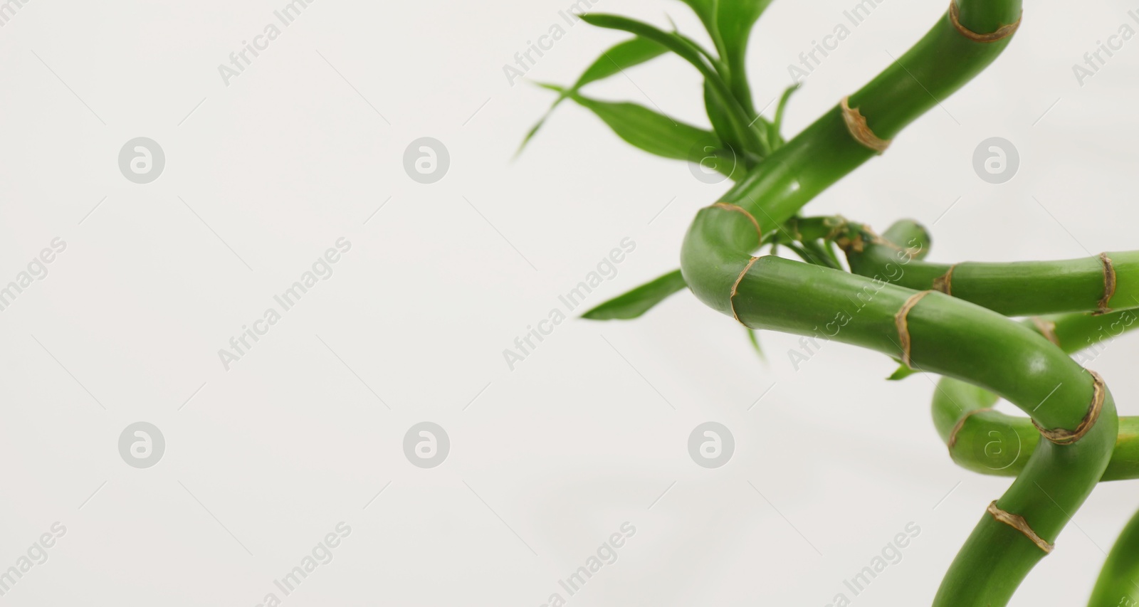 Photo of Beautiful decorative bamboo plant on light background, closeup. Space for text