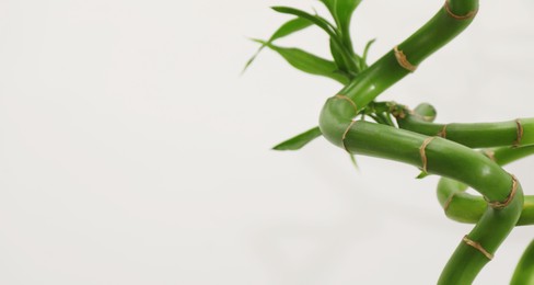 Beautiful decorative bamboo plant on light background, closeup. Space for text