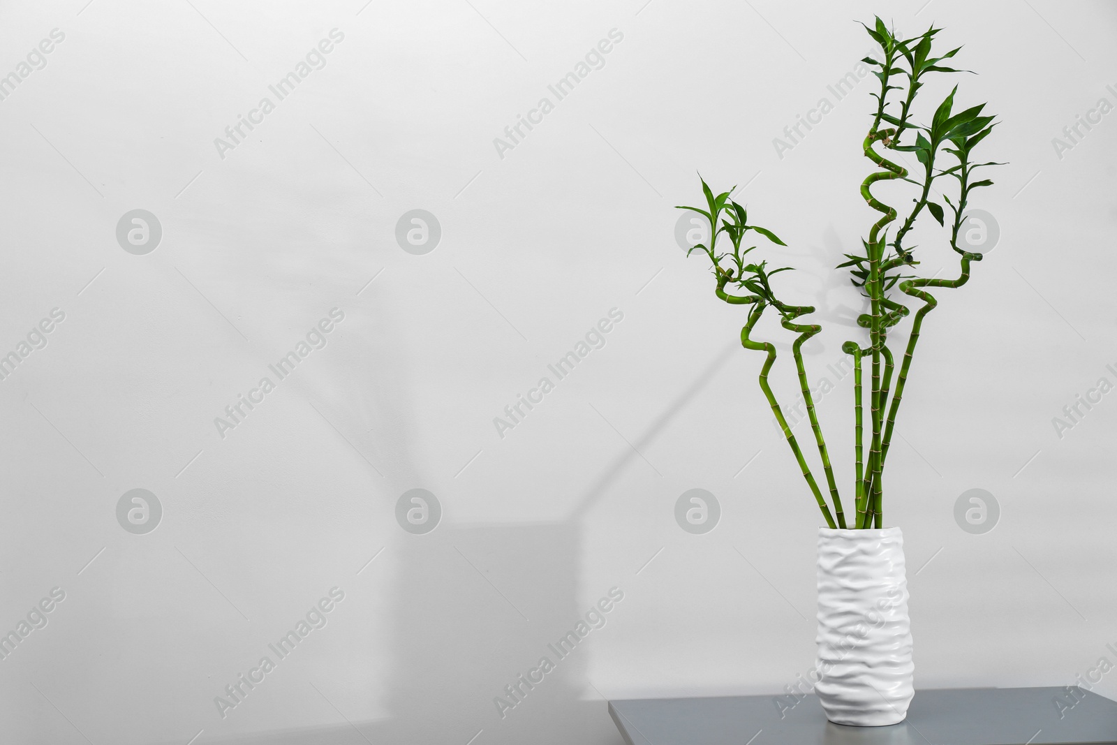 Photo of Beautiful decorative green bamboo plant in vase on grey table near light wall, space for text