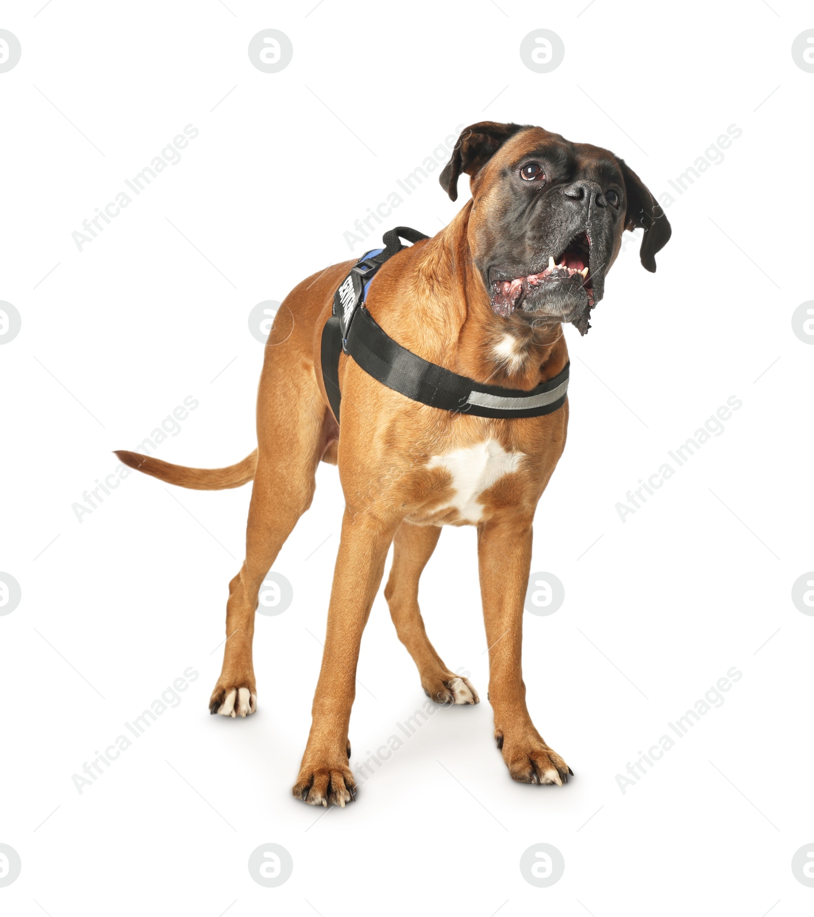 Photo of Cute service dog in vest on white background