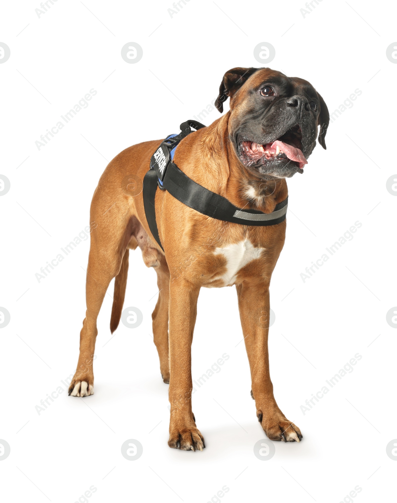 Photo of Cute service dog in vest on white background