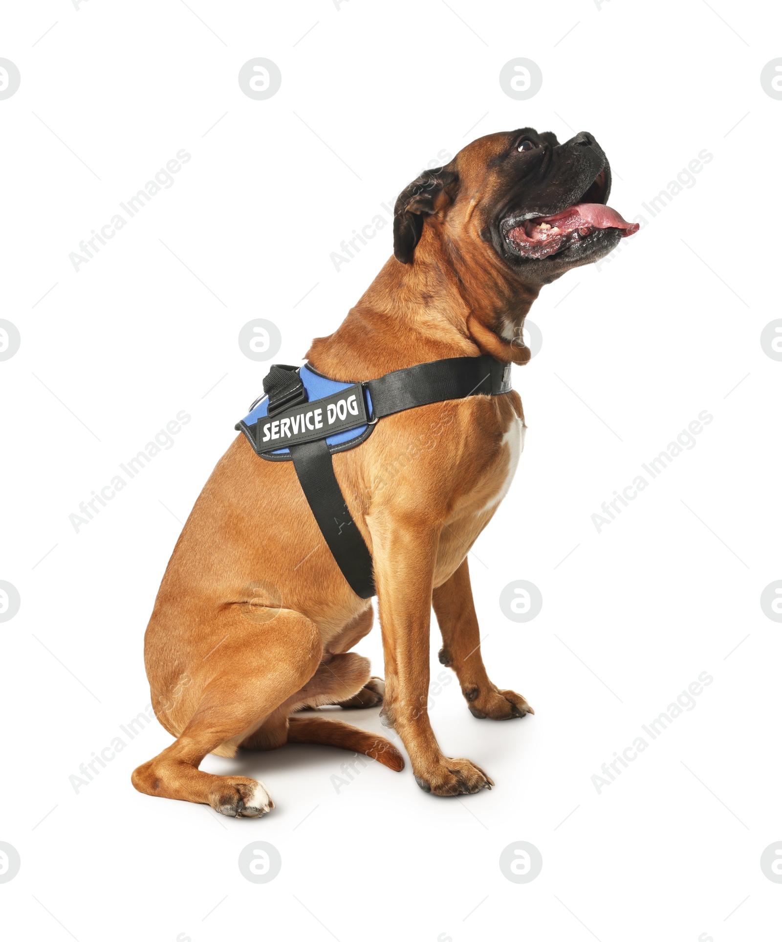 Photo of Cute service dog in vest sitting on white background