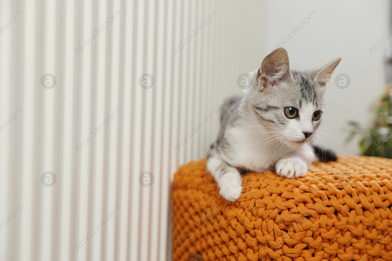 Photo of Cute little kitten on pouf near radiator at home