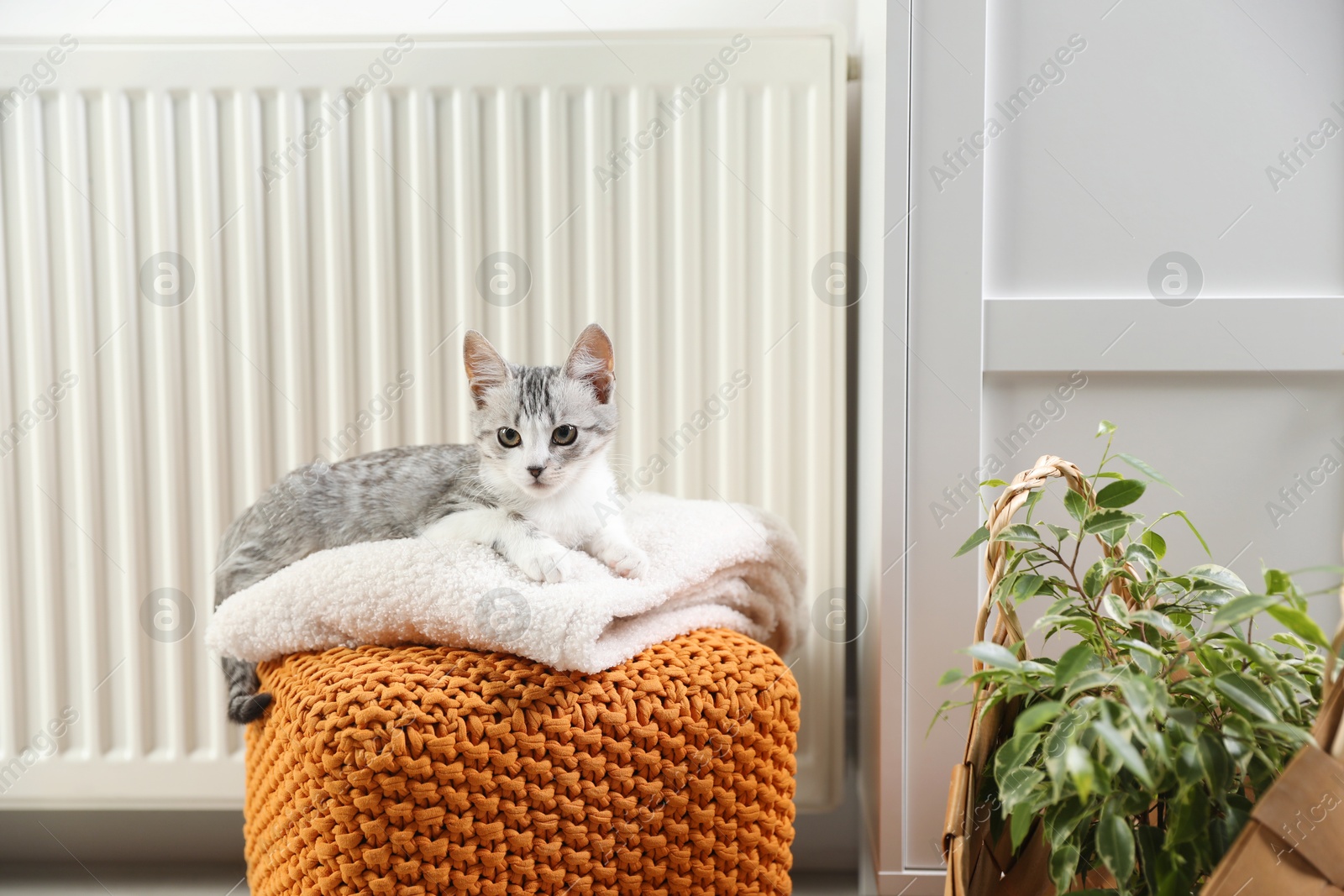 Photo of Cute little kitten on pouf near radiator at home