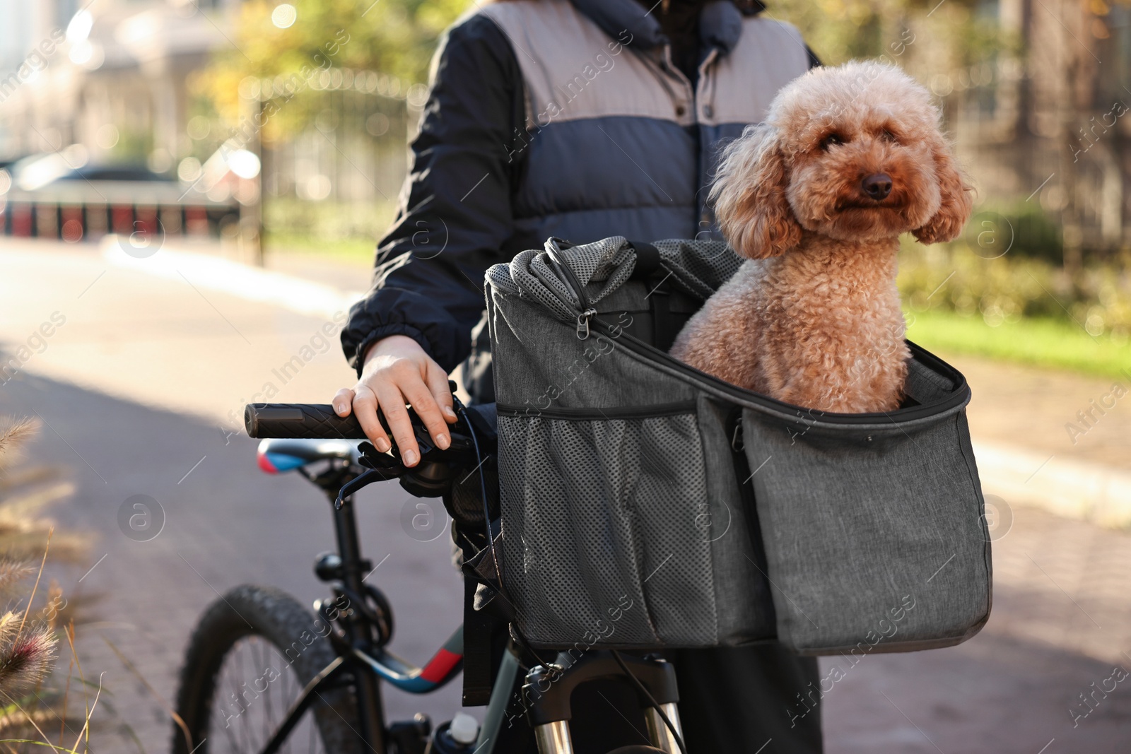 Photo of Woman with bicycle and cute Toy Poodle dog in pet carrier outdoors on sunny day, closeup