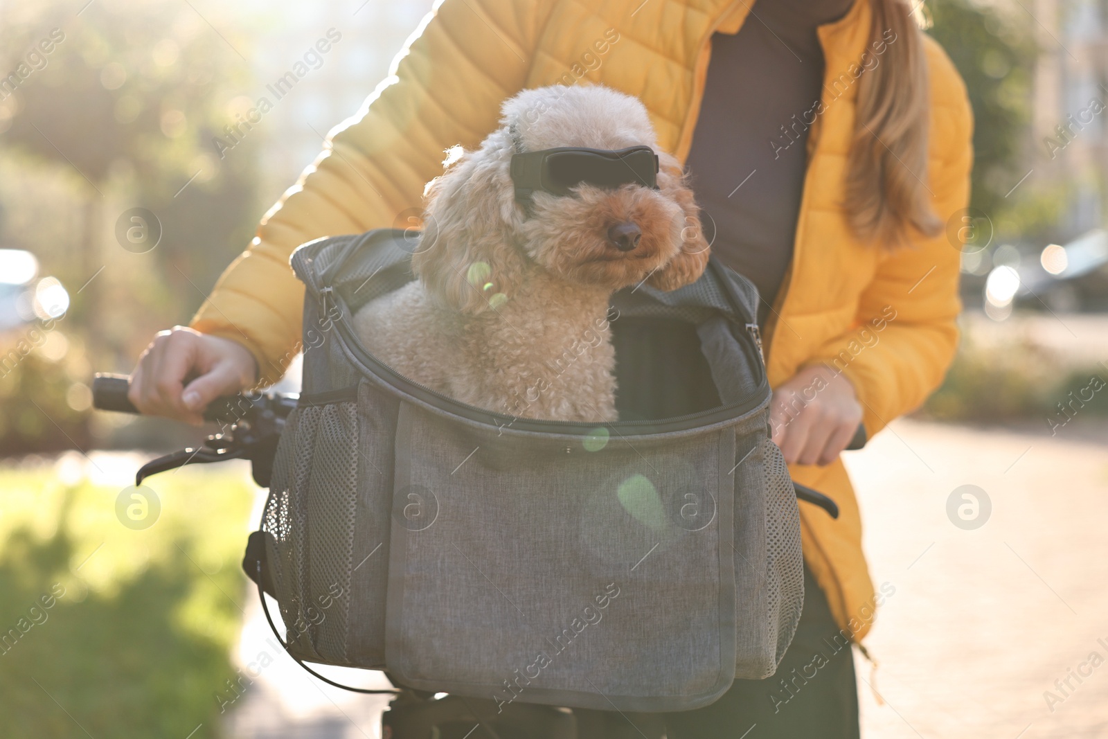 Photo of Woman with bicycle and cute Toy Poodle dog in sunglasses outdoors, closeup