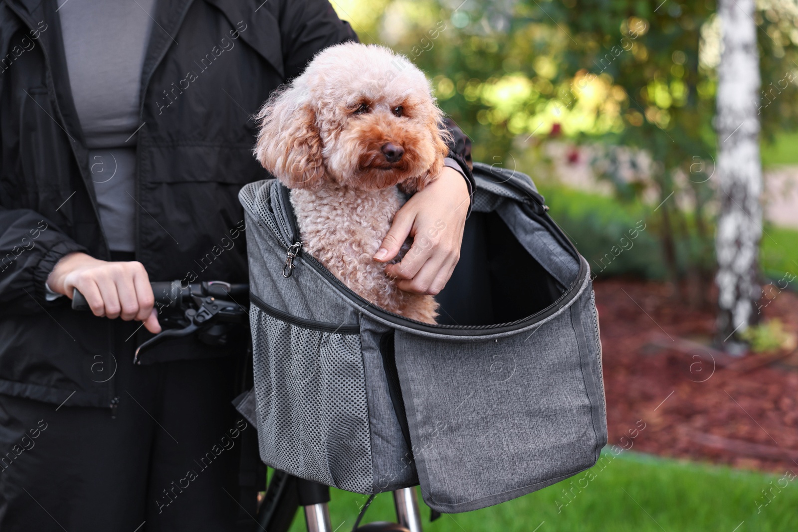 Photo of Woman with bicycle and cute Toy Poodle dog in pet carrier outdoors, closeup