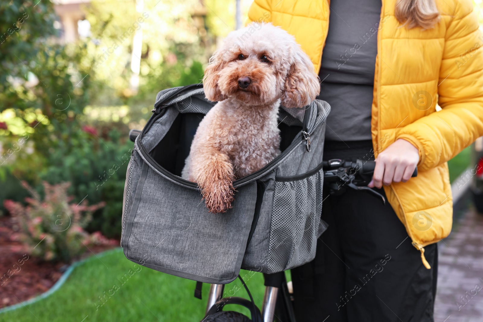 Photo of Woman with bicycle and cute Toy Poodle dog in pet carrier outdoors, closeup