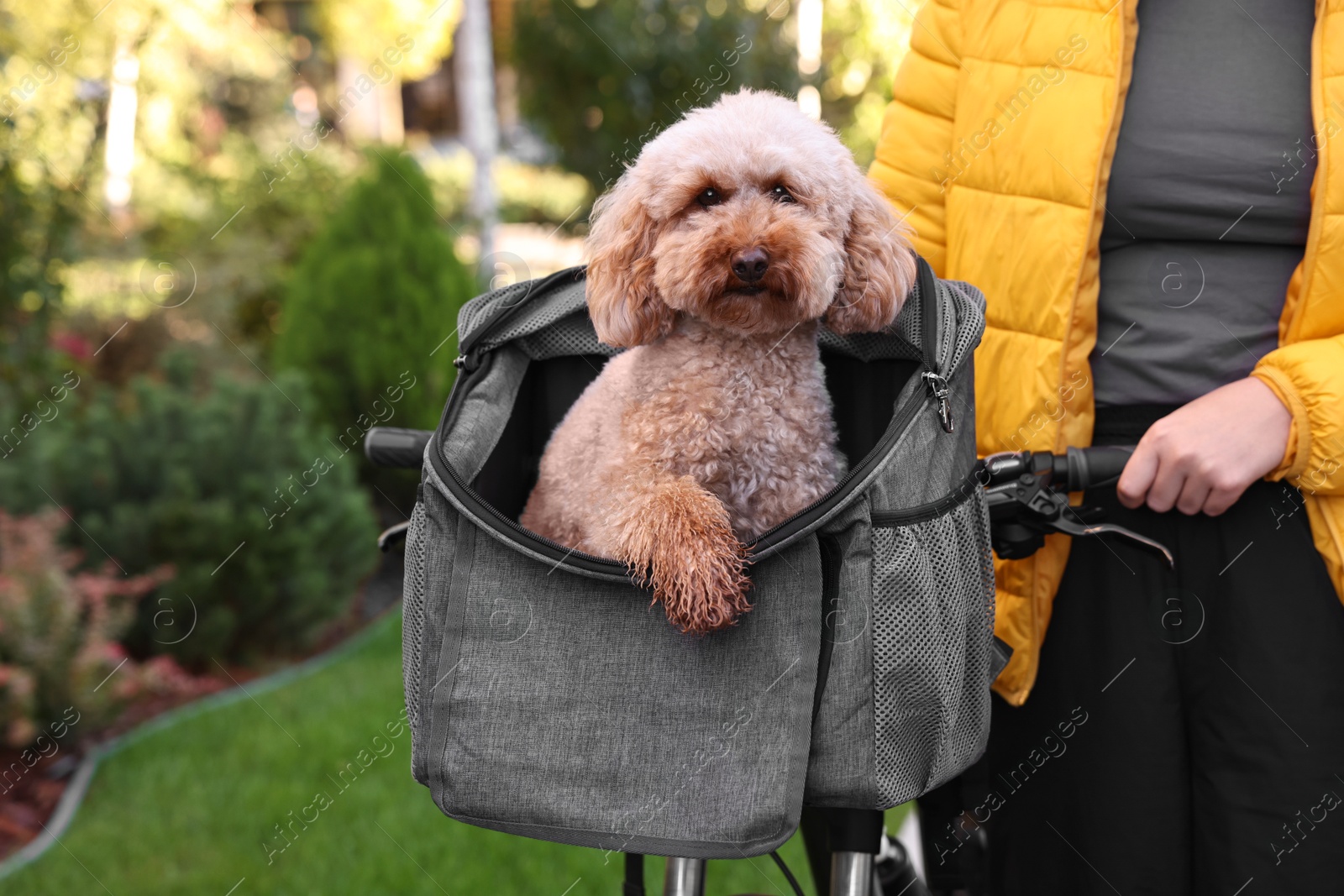 Photo of Woman with bicycle and cute Toy Poodle dog in pet carrier outdoors, closeup