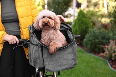 Photo of Woman with bicycle and cute Toy Poodle dog in pet carrier outdoors, closeup