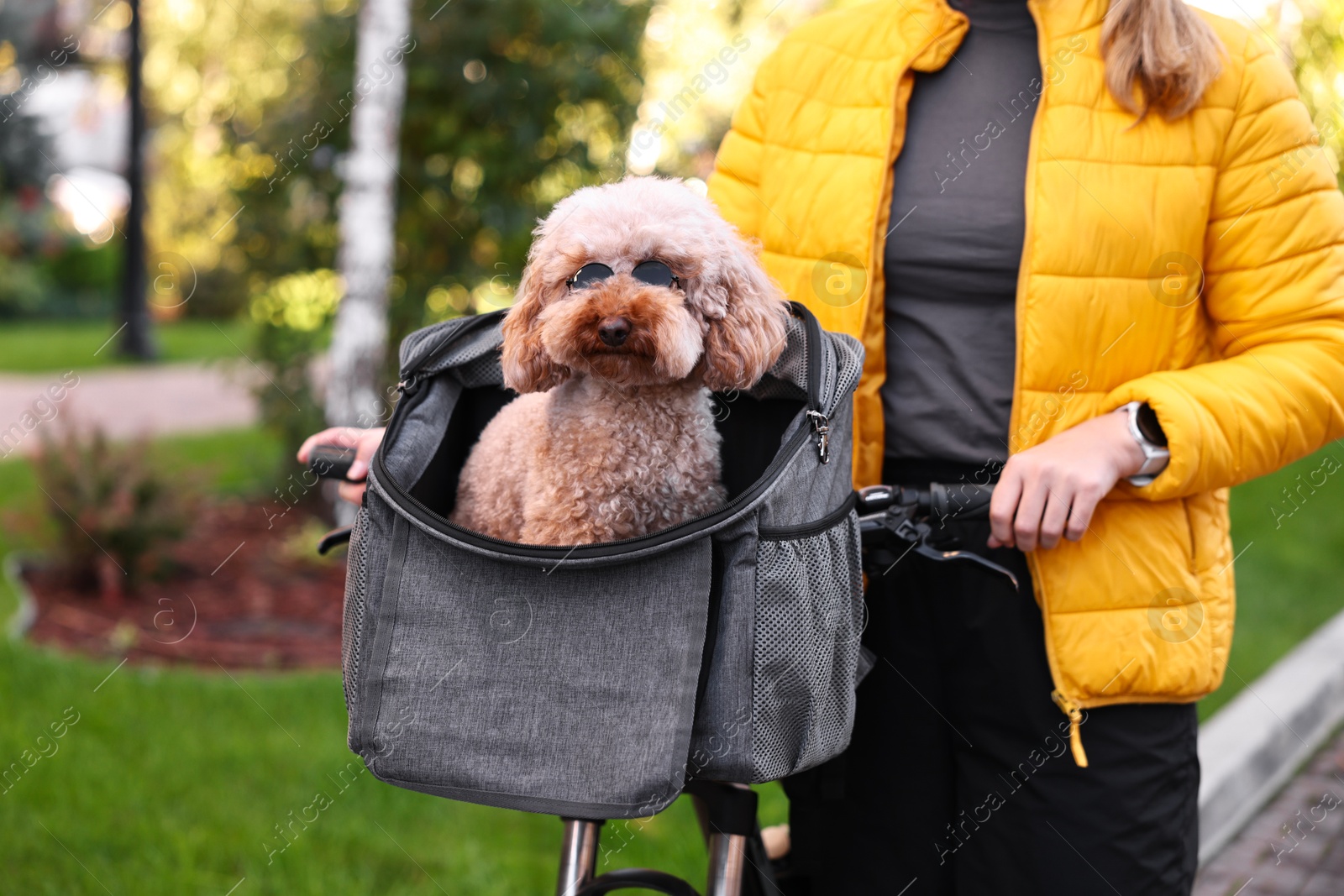 Photo of Woman with bicycle and cute Toy Poodle dog in sunglasses outdoors, closeup