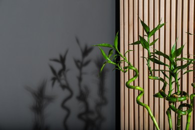 Photo of Decorative bamboo plant near color wall, closeup. Space for text