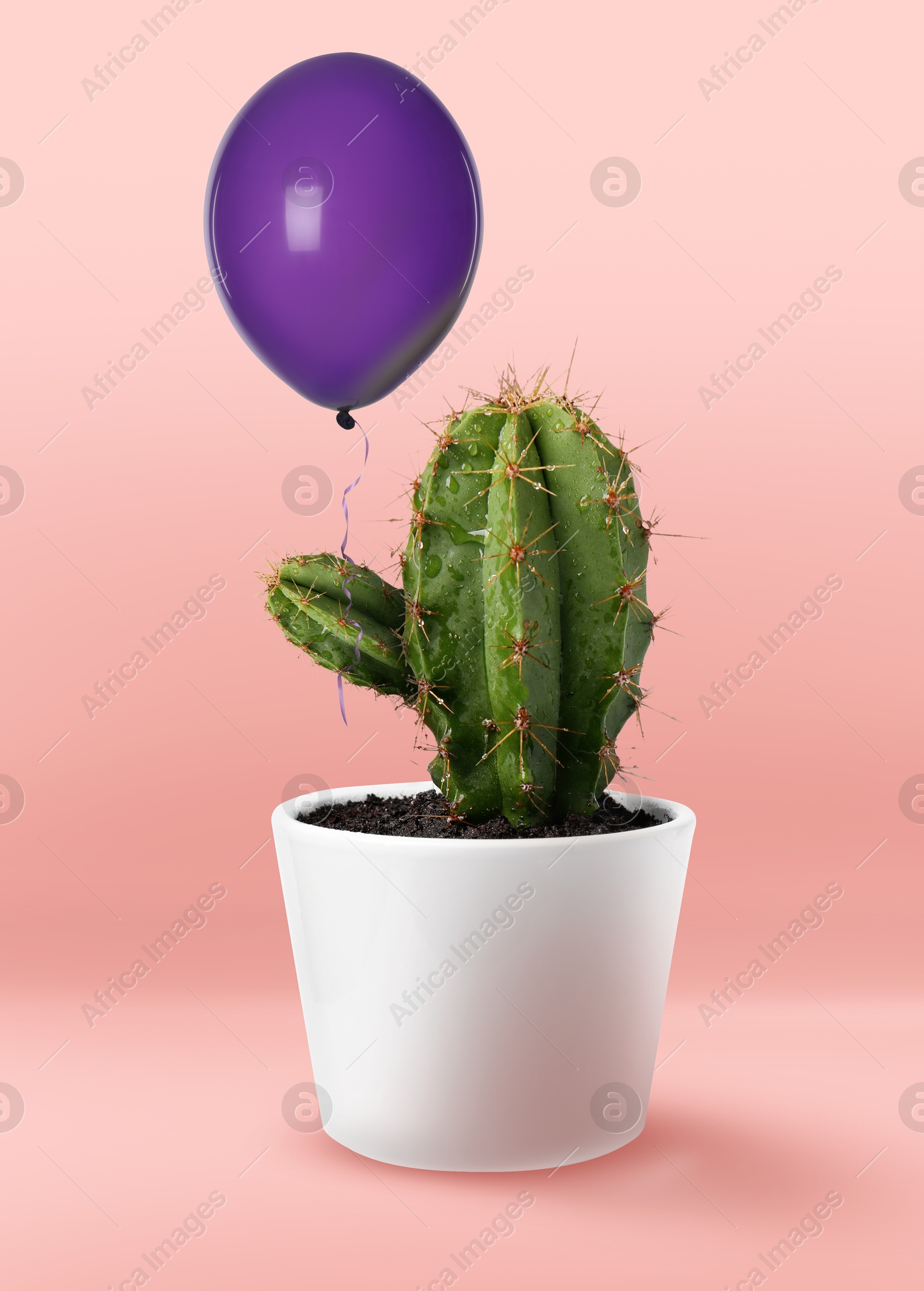 Image of Prickly cactus holding purple balloon on pink background