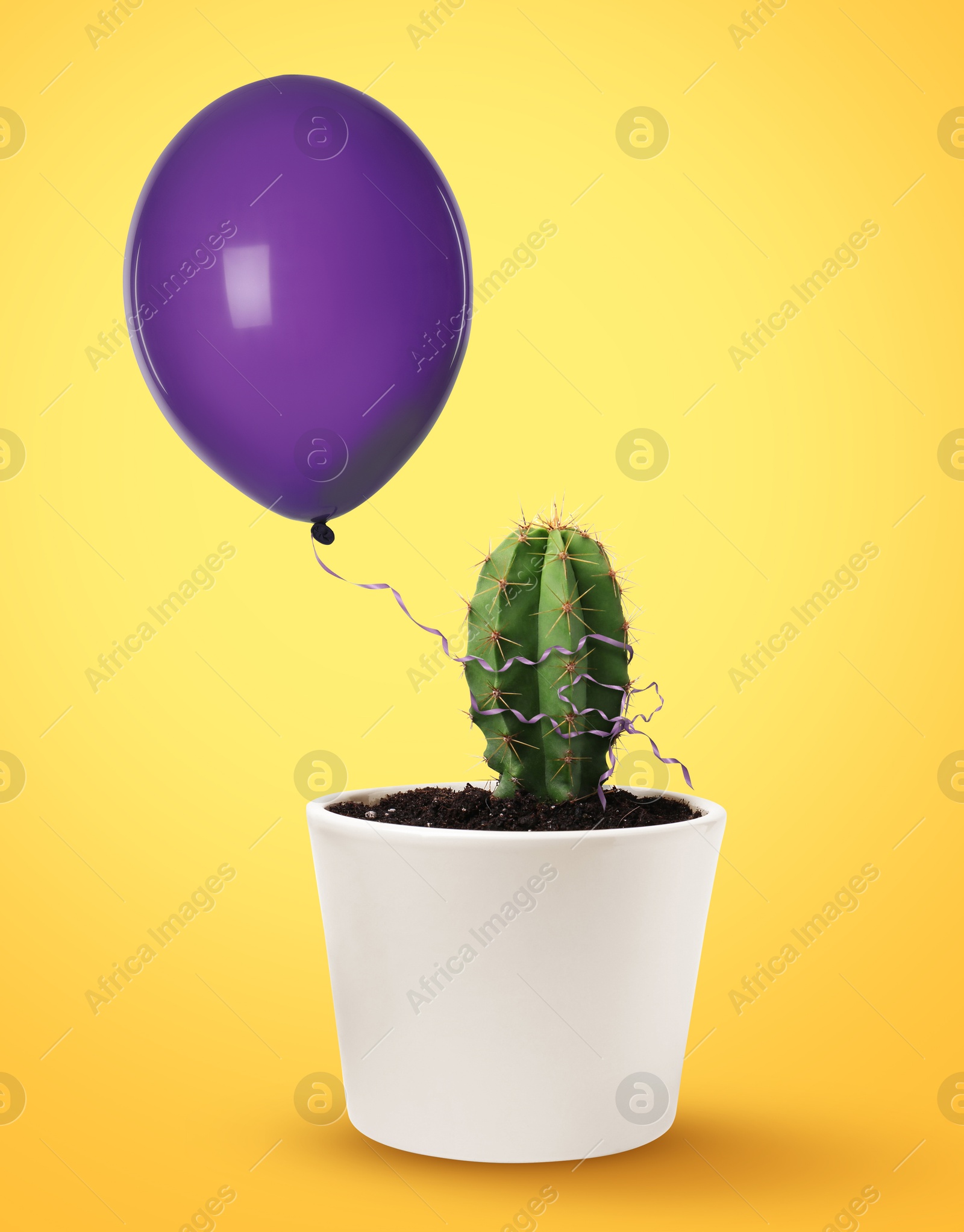 Image of Purple balloon tied to prickly cactus on yellow background