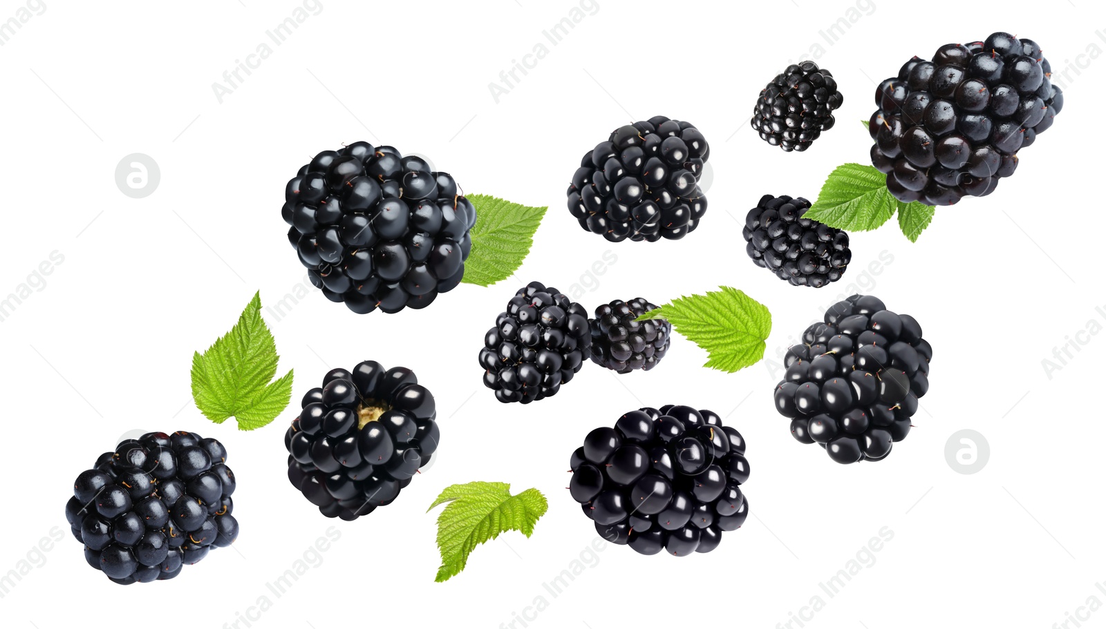 Image of Fresh blackberries and green leaves in air on white background