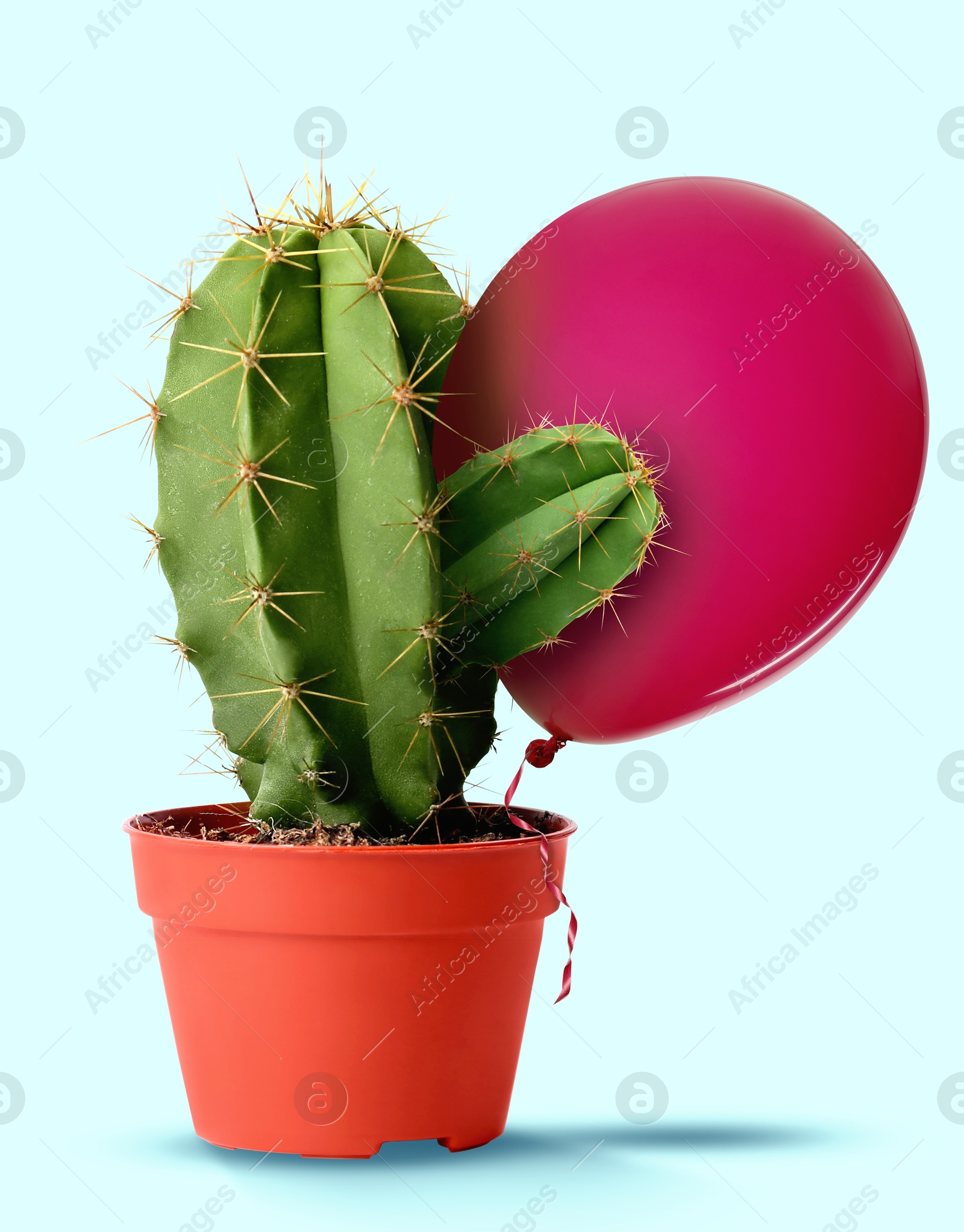 Image of Prickly cactus holding balloon on light blue background