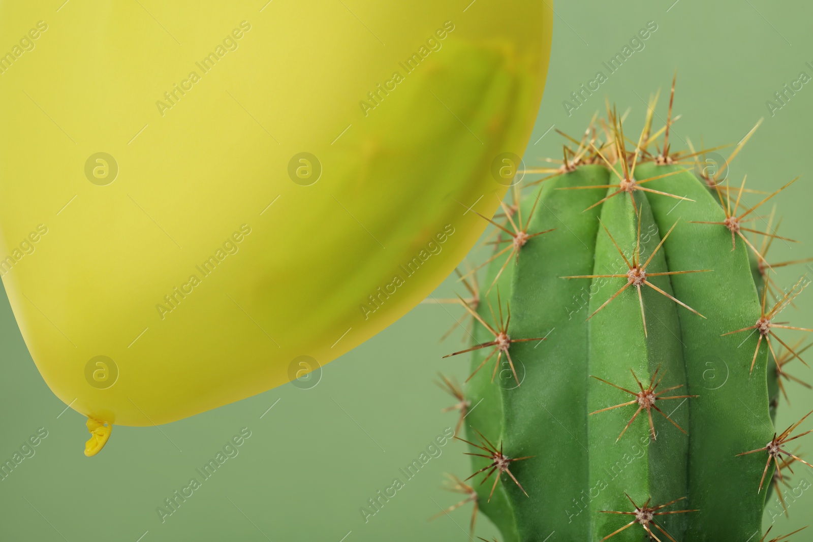 Image of Balloon and prickly cactus on green background, closeup