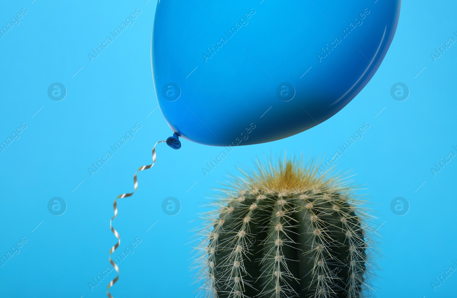 Image of Balloon and prickly cactus on light blue background, closeup