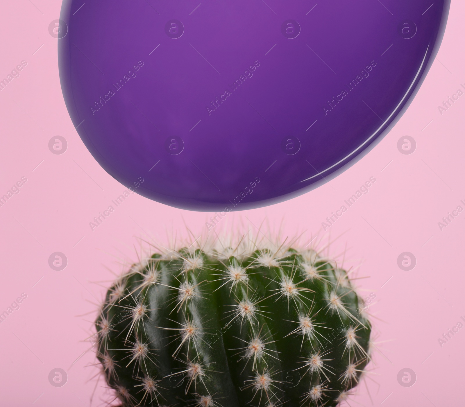 Image of Purple balloon and prickly cactus on pink background, closeup