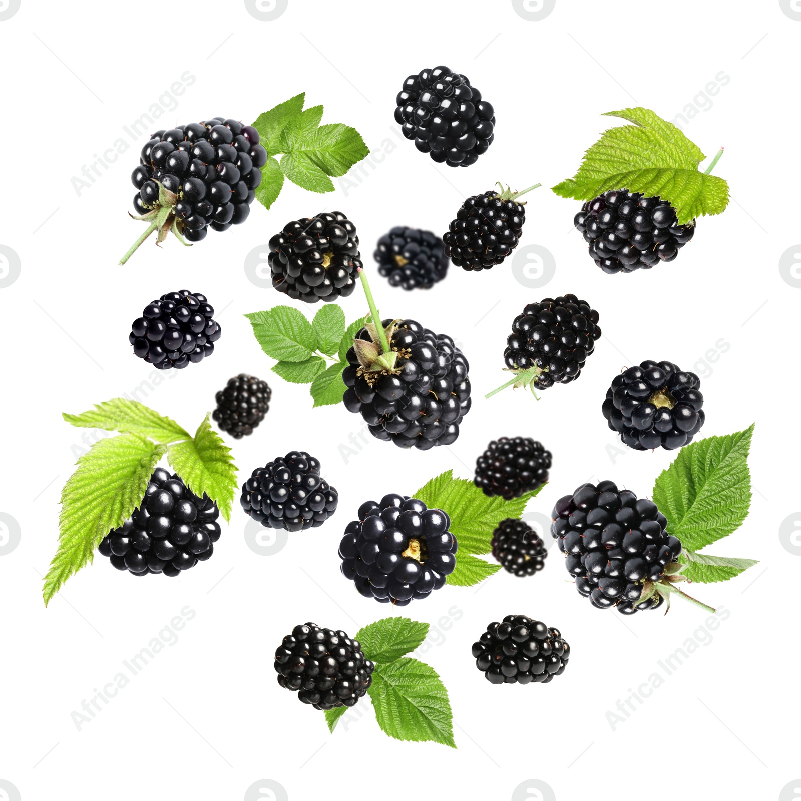 Image of Fresh blackberries and green leaves in air on white background