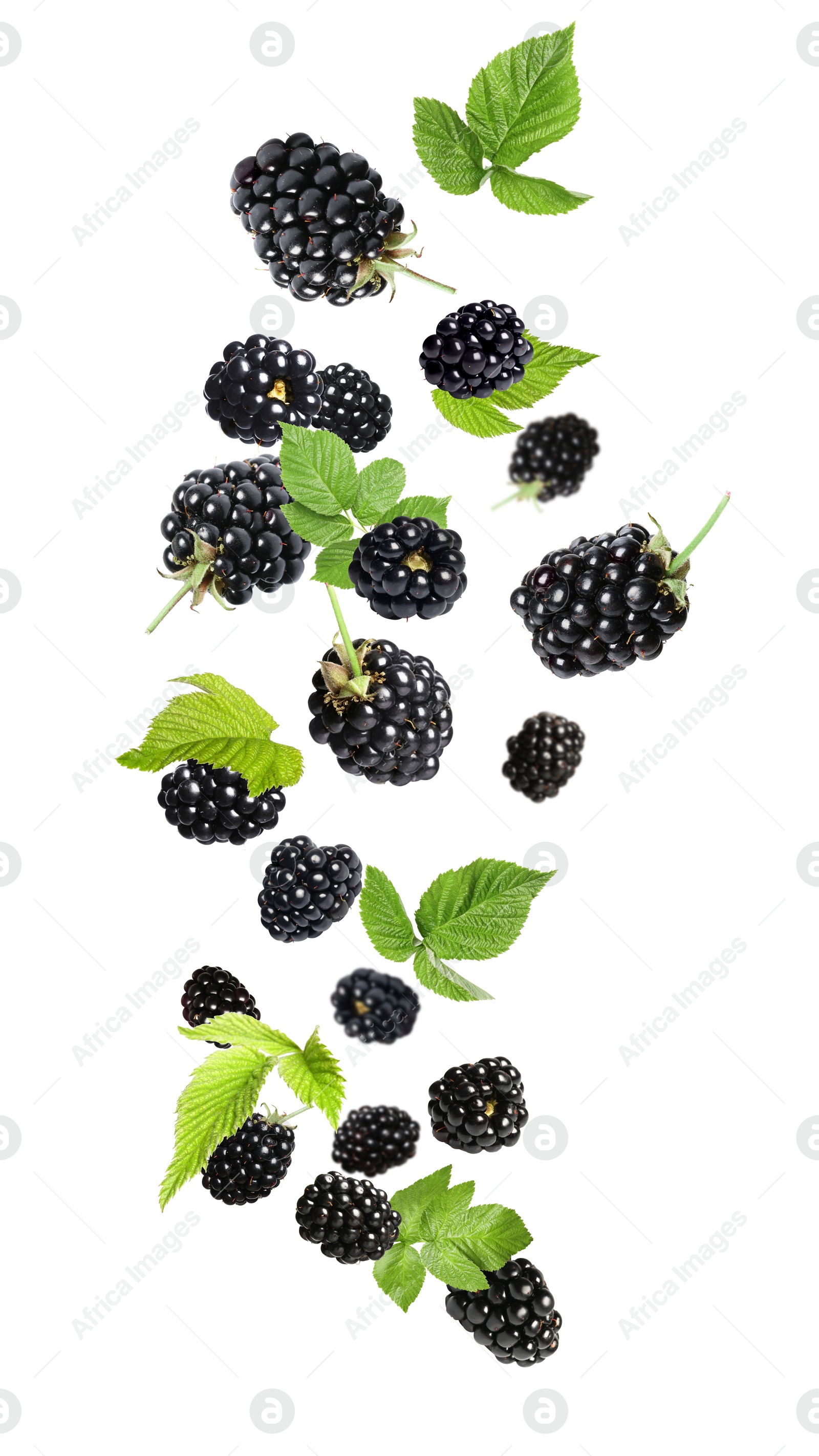 Image of Fresh blackberries and green leaves in air on white background