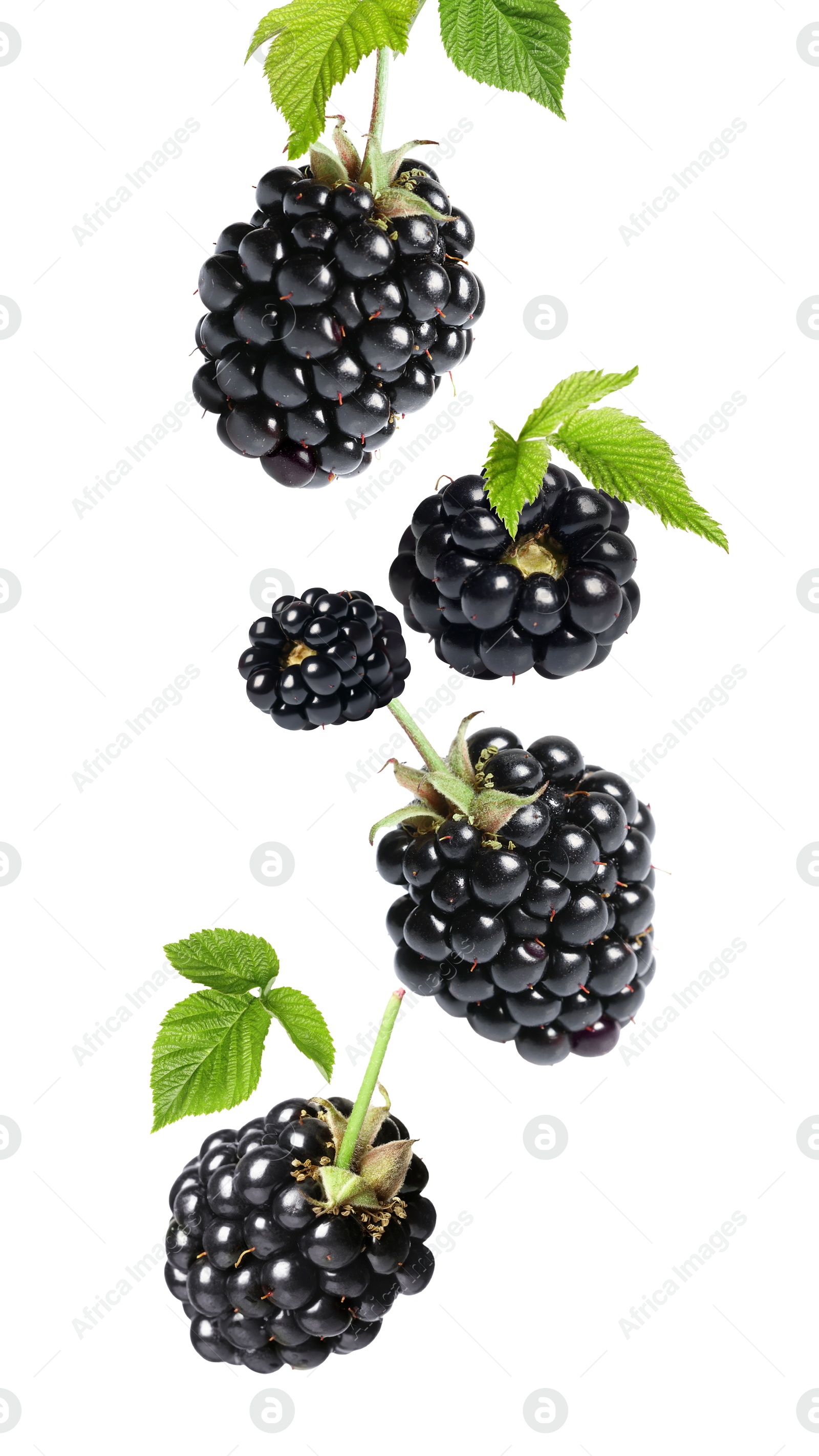 Image of Fresh blackberries and green leaves in air on white background