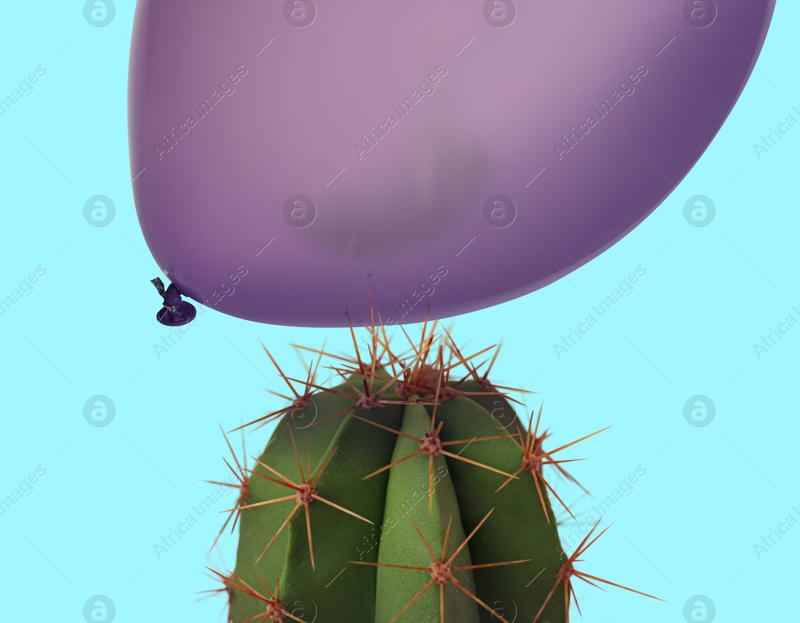 Image of Purple balloon and prickly cactus on light blue background, closeup