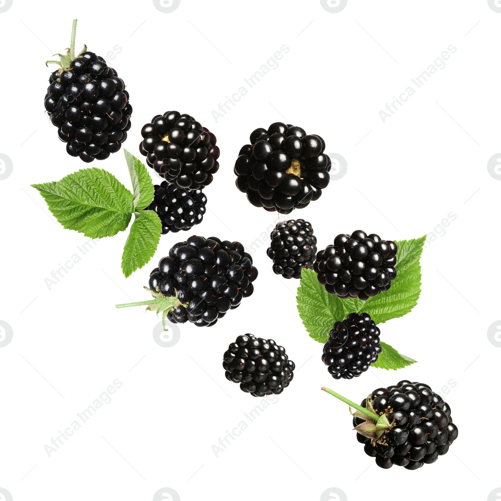 Image of Fresh blackberries and green leaves in air on white background