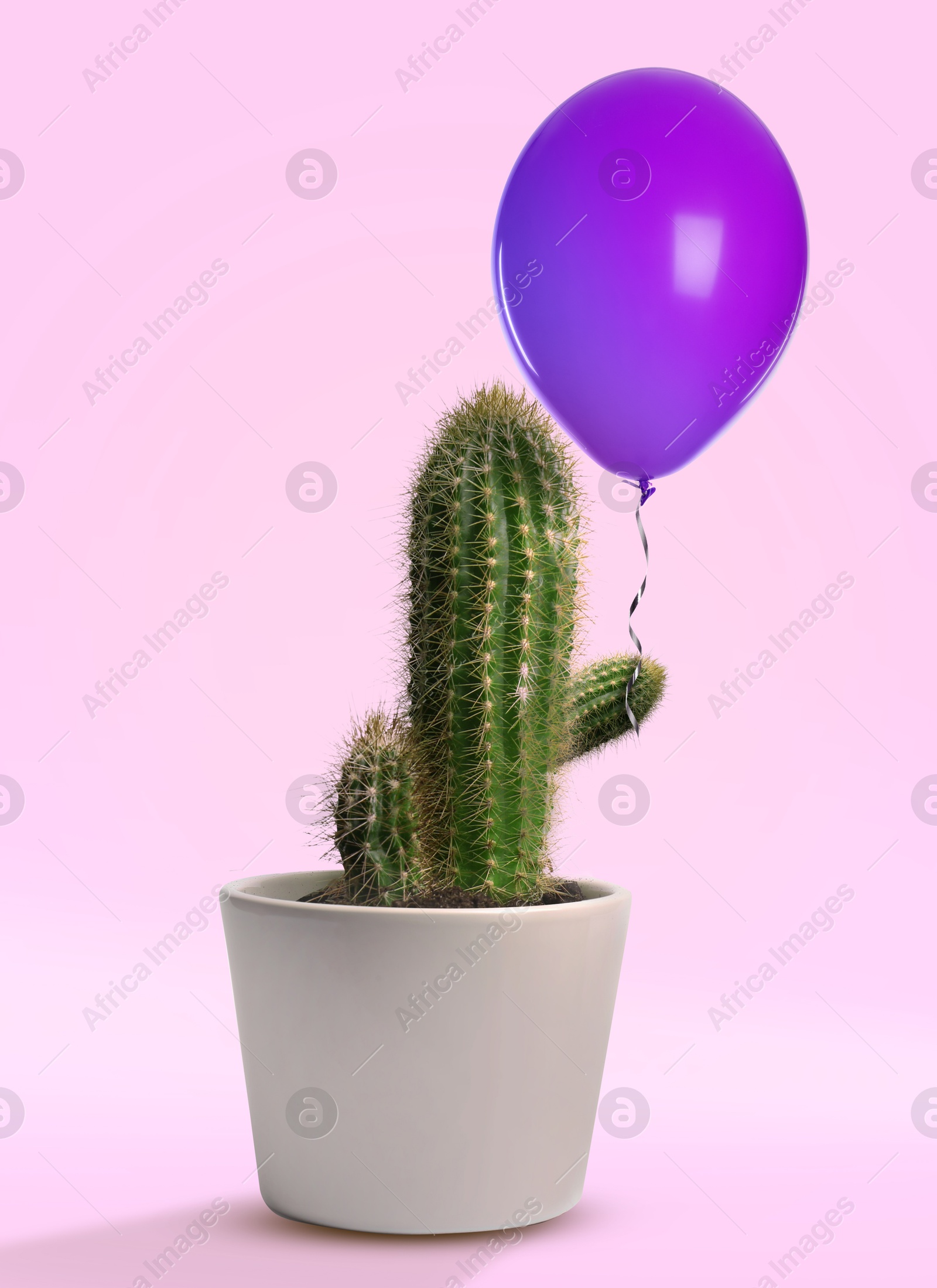 Image of Prickly cacti and purple balloon on pink background