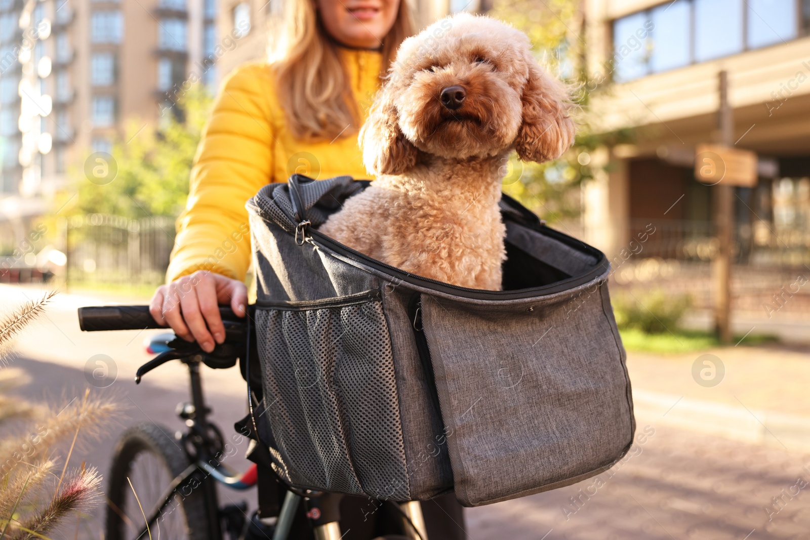 Photo of Woman with bicycle and cute Toy Poodle dog in pet carrier outdoors on sunny day, closeup